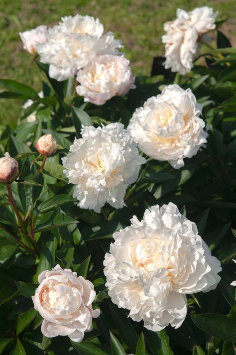 Chinese Peony Flowers, Peniones Flowers, Pianese Flower, Winter Peonies, White Peonies Garden, Chinese Peonies, Peony Chinese, Front Yard Flowers, Peonies White