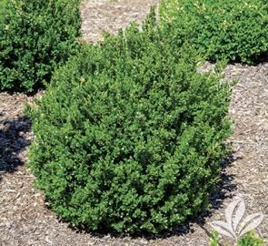 Outdoor Shrubs, Hill Country Landscape, Buxus Microphylla, Boxwood Shrubs, Japanese Boxwood, Deer Fencing, Japanese Barberry, Outside Landscaping, Garden Patio Ideas