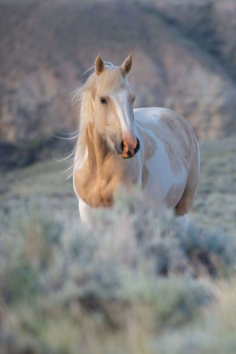 New Releases Cavalo Palomino, Cheval Pie, Ahal Teke, Mustang Horses, Wild Horses Mustangs, Wild Horses Photography, Red Desert, Beautiful Horses Photography, Horse Pics