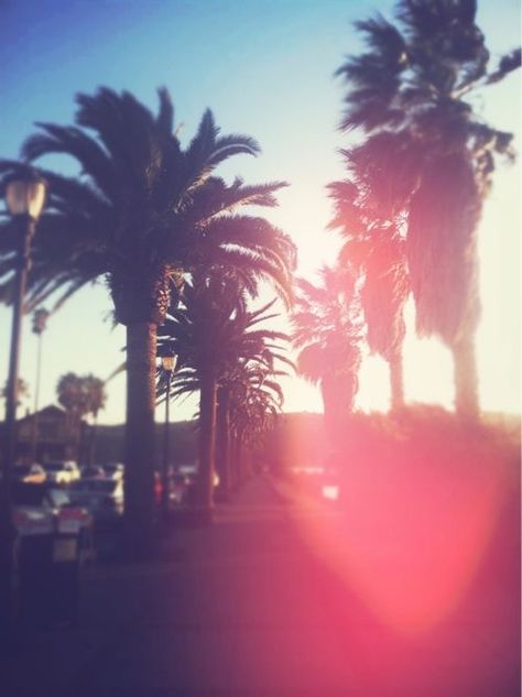 Palm Trees Photography, Summer Palm Trees, Tumblr Girly Aesthetic 2013, 2014 Aesthetic, Palm Tree Pictures, 2014 Vibes, Summer Tumblr, Trees Photography, 2010s Aesthetic