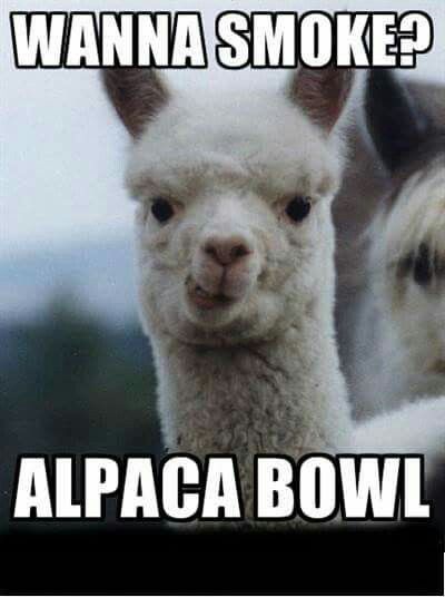 Wanna smoke Road Trip Meme, Alpaca My Bags, Cute Alpaca, Popup Camper, Dog Camping, High Times, Snapchat Funny, Picture Captions, Funny Animal Pictures