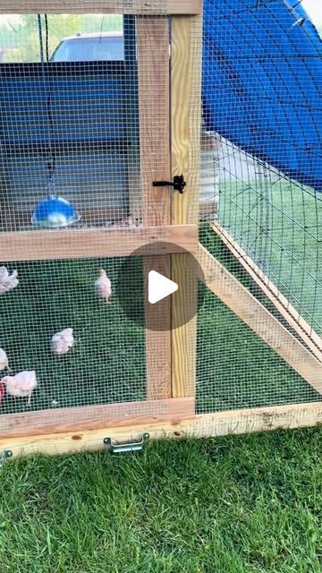 Chicken Coop Setup, Hen House Ideas, Florida Farm, Chicken Yard, Big Chicken, Chicken Shed, Meat Birds, Farming Ideas, Hobby Farming