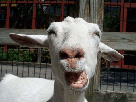 Here Are Some Hilarious Photos Of Animals Making Funny Faces Funny Goat Pictures, Goat Pics, Goat Pictures, Funny Goats, Goat Picture, Funny Animal Faces, Welcome Funny, Funny Goat, Goat Art