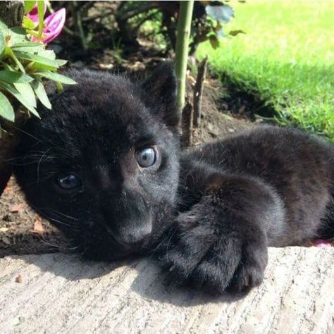 Black Panther Baby Baby Black Panther, Panther Cub, Baby Panther, Black Jaguar White Tiger, Black Jaguar, Baby Black, Black Panthers, Beautiful Cats, Black Panther