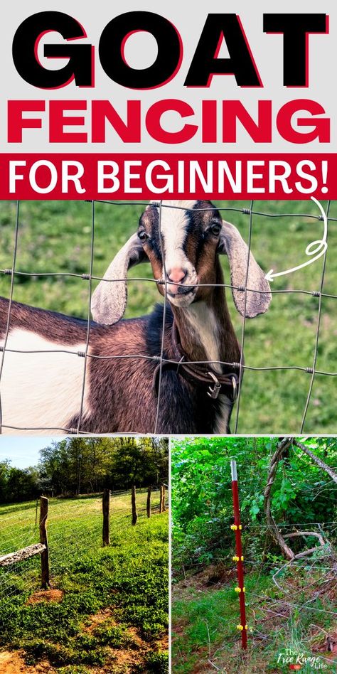 Goat Pasture, Goat Fencing, Goats For Beginners, Diy Fencing, Goat Fence, Goat Health, Goat Shelter, Goat Pen, Small Goat