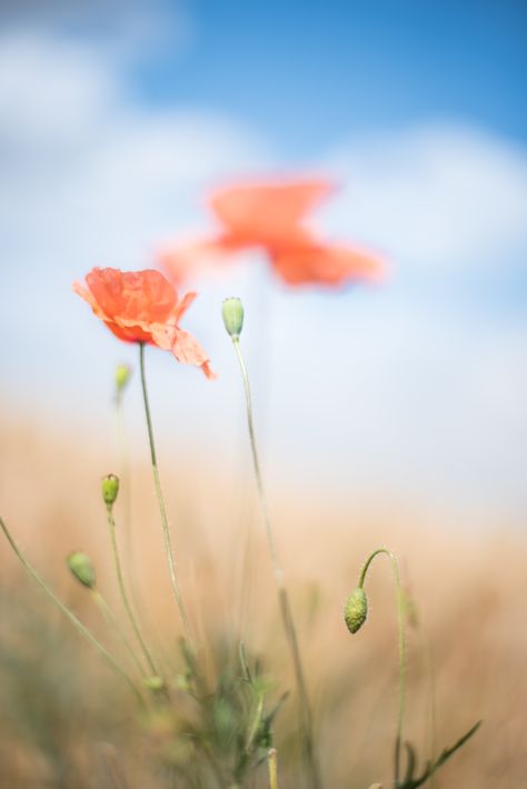 Soft Corn Poppy in the breeze | www.meadowviewstudios.com | Flickr Corn Poppy, Poppies, Grapes, Corn, Italy, Plants, Flowers, Nature