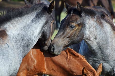 How Much Hay to Feed a Horse in Winter: Hay Feeding Guide - Equineigh Horse In Winter, Dressage Tack, Horse Hay, Grass Hay, Main Food, Hanging Scale, Horse Feed, Food Source, Horse Breeds