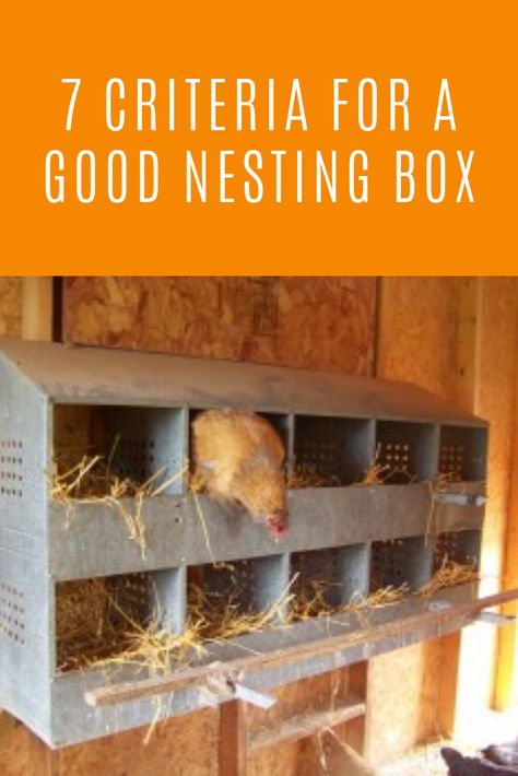 Metal Nesting Boxes, Hen Boxes Ideas, Brooding Box Diy, Nesting Box Ideas, Nesting Boxes For Chickens, Owning Chickens, Nesting Boxes Diy, Raising Chickens 101, Wyandotte Chicken