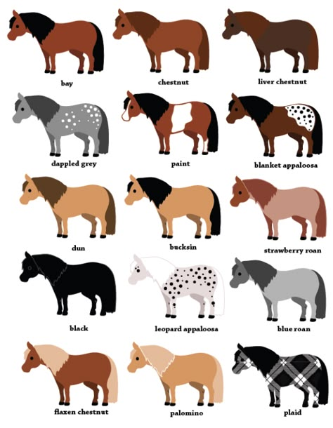 Pony Color Chart Cheer! | Horse Color Chart, Horse Markings, Horse Coat Colors, Mini Horses, Horse Facts, Horse Info, Horse Camp, Miniature Horses, Shetland Pony