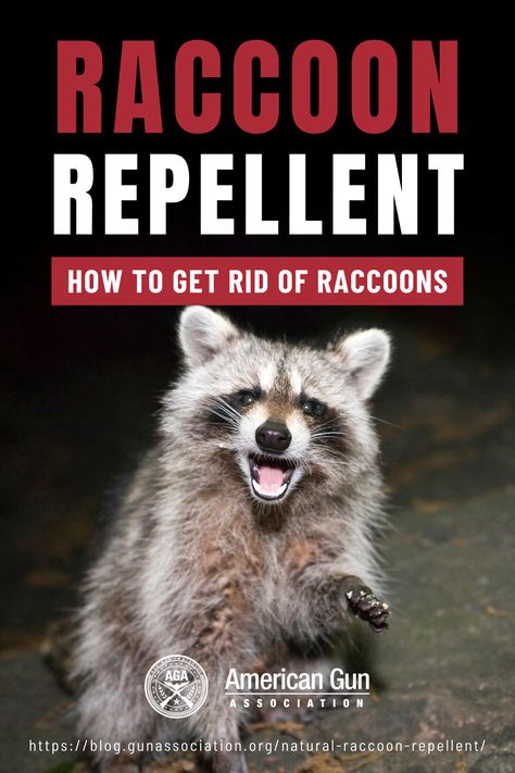 Raccoon Proof Bird Feeder, Racoon Repellent, Bat Repellent, Skunk Repellent, Getting Rid Of Gophers, Raccoon Repellent, Getting Rid Of Raccoons, Coop Plans Free, Getting Rid Of Skunks