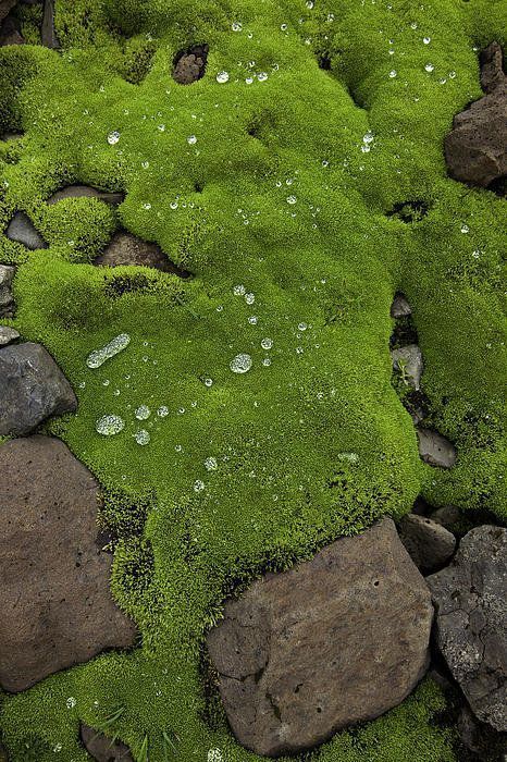 Mos Wand, Lichen Moss, Moss Garden, Rei Kawakubo, Code Black, Water Droplets, Shade Garden, Green Aesthetic, Japanese Garden