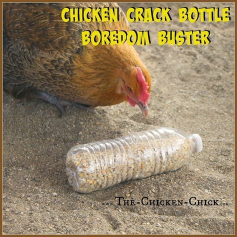 Empty Plastic Bottles, Chicken Toys, Chickens And Ducks, Backyard Chicken Farming, Chicken Treats, Chicken Chick, Raising Backyard Chickens, Chicken Garden, Chicken Coop Ideas