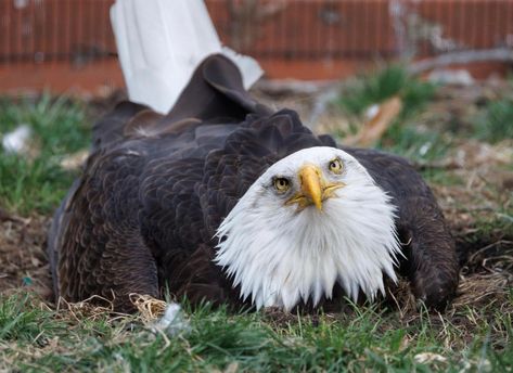 Move On From Him, Foster Baby, Eagle Nest, Bird Sanctuary, World Birds, Eagle Rock, Bald Eagles, Usa States, Animals And Nature