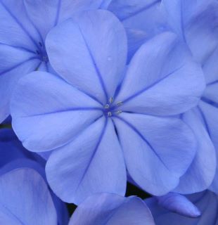 Periwinkle Flower Periwinkle Aesthetic, Photo Bleu, Periwinkle Flowers, Rare Colors, Violet Aesthetic, Lavender Aesthetic, Periwinkle Color, Lavender Blue, Aesthetic Colors