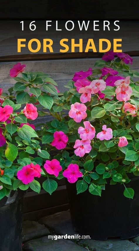 Flowers That Love Shade, Beautiful Shade Gardens, Shade Flower Boxes, Shade Loving Flowers For Pots, Flowers That Do Well In Shade, Flowering Perennials For Shade, Shade Pots Ideas, Flowers For Shaded Areas Perennials, Flowers For Shaded Areas Pots