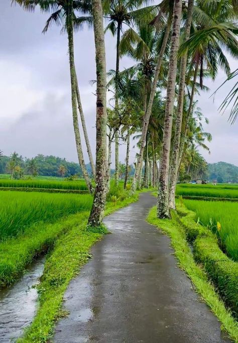 Natural Place, Kanyakumari, Pool Landscape Design, Nature Background Images, Pool Landscape, Nature Hd, Indian Village, Good Morning Images Flowers, Nature View