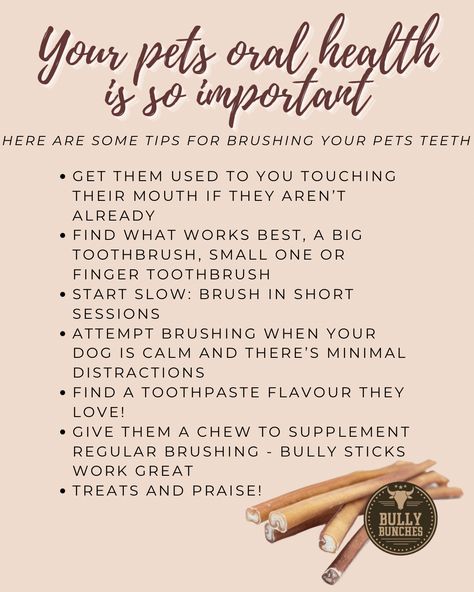 Reminder: It's still Pet Dental Health Month! Here are some tips to get your dog used to brushing! Pet Dental Month, Pet Dental Health Month, Dental Health Month, Bully Sticks, Vet Med, Pet Brush, Facebook Posts, Dental Health, Oral Health