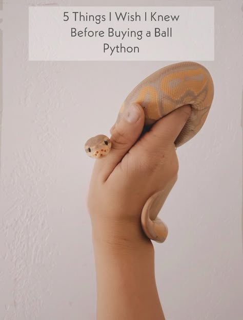 Snake As Pet, Full Grown Ball Python, Ball Python Tub Setup, Snakes Ball Pythons, Ball Python Names, Ball Pythons Cute, Royal Python Vivarium Ideas, Ball Python Habitat, Ball Python Enrichment Ideas