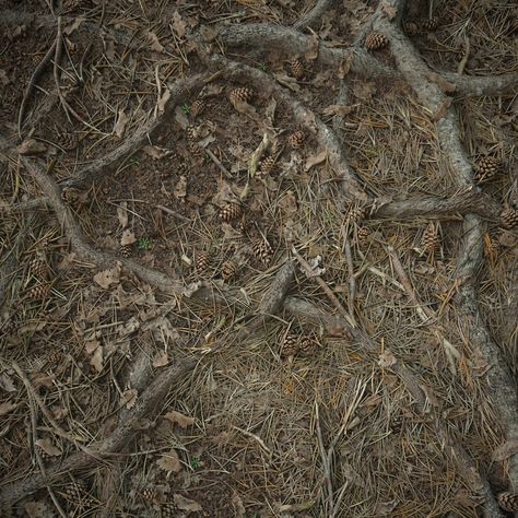 ArtStation - Pine Forest Floor Material Forest Floor Illustration, Forest Reference, Wolf Paintings, Moss Aesthetic, Forest Texture, Mediterranean Forest, Forest Ground, Dead Forest, Floor Material