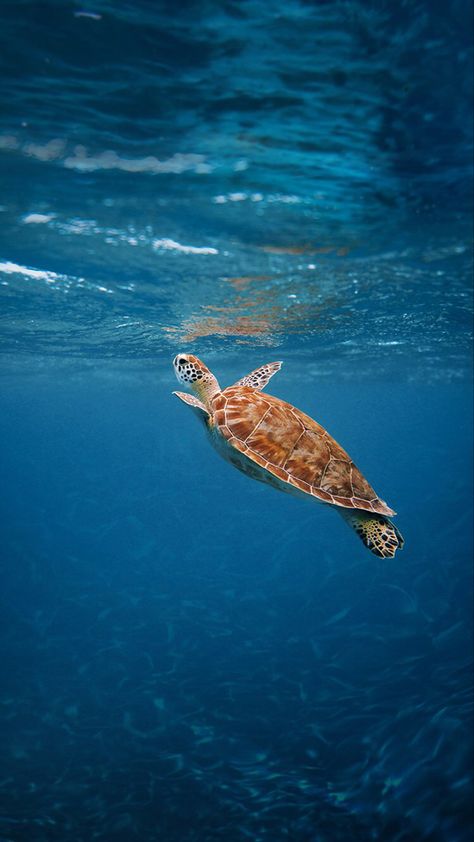 Turtle Aesthetic, Sea Turtle Wallpaper, Sea Turtle Pictures, Turtle Wallpaper, Save The Sea Turtles, Beautiful Sea Creatures, Ocean Pictures, Ocean Wallpaper, Cute Turtles