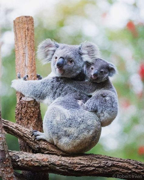 Animal Photography Dogs, National Geographic Animals, Regard Animal, Robert Irwin, Animal Photography Wildlife, Wild Animals Photography, Koala Bears, Animals To Draw, Photography Animals