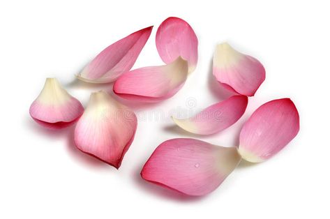 Flower petals. Real lotus flower petals with isolated background , #Aff, #Real, #petals, #Flower, #lotus, #background #ad Lotus Petal Template, Lotus Flower Petals, Lotus Petal, Faith Tattoo On Wrist, Flower Petal Art, Dragon Tattoo Back Piece, Sanskrit Tattoo, Hamsa Tattoo, Japanese Dragon Tattoos