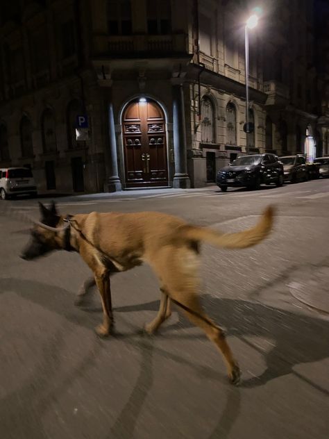 Belgian Malinois Aesthetic, Baby German Shepherds, Belgium Malinois, Guard Dog Breeds, Malinois Puppies, Belgian Malinois Dog, Malinois Dog, Belgian Shepherd, Belgian Malinois