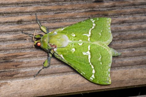 Pūriri moth (Aenetus virescens) Puriri Moth, Cool Bugs, Bugs And Insects, Bugs, Moth, Printmaking, Insects, Embroidery, Animals