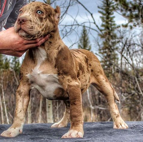 Why be like everyone else when you can be different from the rest! 🙏 Nutella of @megabuiltbullies is truly one of a kind! ➖➖➖➖➖➖➖➖➖➖➖➖➖➖… Pitt Bulls, Bully Breeds Dogs, English Bull Terrier, Bully Dog, Pitbull Puppies, Bully Breeds, American Pitbull Terrier, American Bully, Pit Bulls