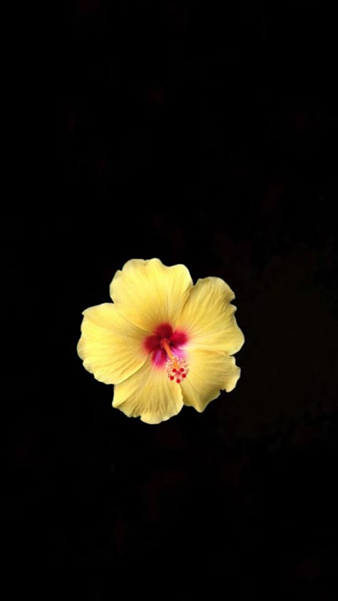 Flower Widget, Yellow Hibiscus Flower, Yellow Flower Wallpaper, Yellow Wallpapers, Flowers Black Background, Phone Lock Screen, Jelly Wallpaper, Yellow Hibiscus, Phone Lock