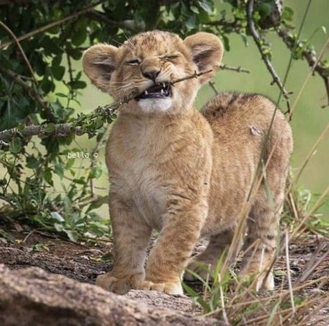 Baby Lion.  Photo credit:  bella o. Strong Teeth, Il Re Leone, Cute Lion, Lion Cub, Baby Lion, Wildlife Animals, A Lion, Jungle Animals, Sweet Animals