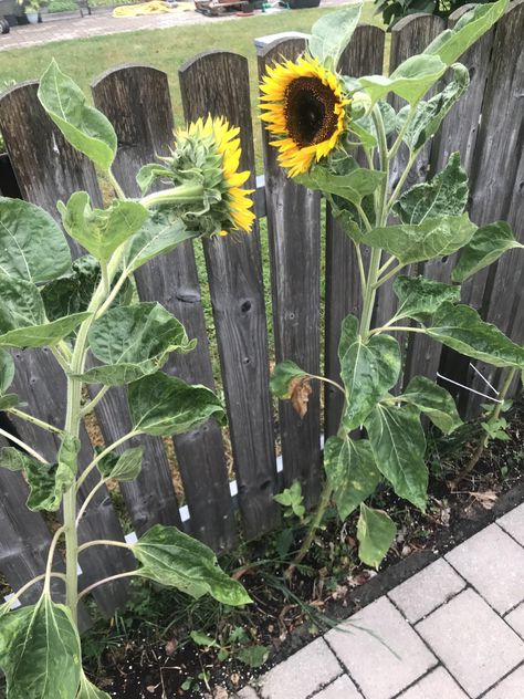 A whole row of sunflowers and these are the the first two to open. They look so nice they cant stop looking at each other. Sunflowers Facing Each Other, Be A Sunflower, Garden Fun, Fruits To Grow, Garden From Scratch, Start A Vegetable Garden, Gardening At Home, Sunflower Tattoo Design, Easy Gardening