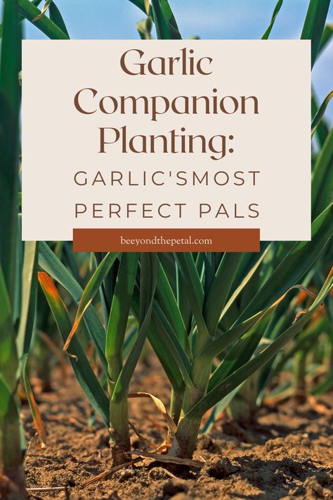 What To Plant With Garlic, Companion Plants For Garlic, Garlic Companion Planting, Planting Garlic In Fall, Garlic Companion Plants, Onion Companion Planting, Tennessee Garden, Garlic Harvest, Garlic Garden