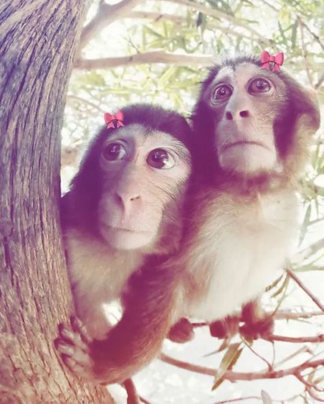 Monkey Lockscreen, Monkey Matching Pfp, Monkey Friends, 2 Monkeys, Funny Monkey Pictures, Friends Meme, Cute Monkey Pictures, 3 Monkeys, Small Monkey