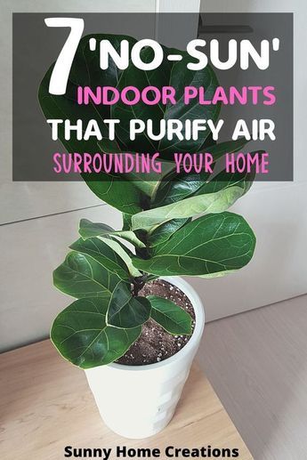 Air Cleaning House Plants, Air Filtering Plants, Inside House Plants, Indoor Plants Clean Air, Best Plants For Bedroom, Best Air Purifying Plants, Plants Low Light, Low Light House Plants, Air Cleaning Plants