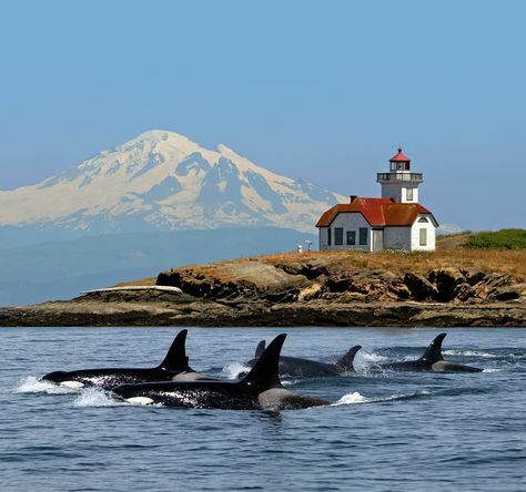 Orcas - Mt. Baker in the background and the Patos Lighthouse - San Juan Islands, WA San Juan Islands Washington, Free Willy, Pacific Northwest Travel, Friday Harbor, San Juan Island, Into The West, Orcas Island, Evergreen State, Orca Whales