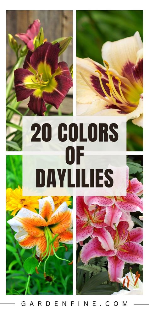 Pin this to discover the vibrant hues of daylilies and transform your garden into a colorful paradise! Explore the beauty of different daylily shades and get inspired to add a pop of color to your outdoor space. #DaylilyColors #GardeningInspiration #ColorfulBlooms Day Lilies Care, Lily Care, Daylily Garden, Day Lilies, Purple Shades, Gardening Tips And Tricks, Vibrant Flowers, Flowering Shrubs, Daylilies