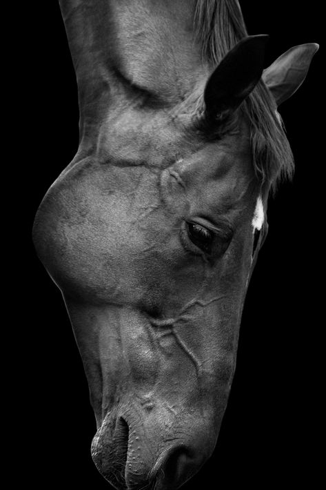 Horse Photography, Black and White, Horse Print, Digital Download, Horse Portrait, Horse Printable Wall Art, Horse Poster, Fine Art Print Drawing On Black Sheet, Horse Black Background, White Horse Photography, Horse Printable, Portrait Horse, Black And White Horse, Drawing Horses, Arab Horse, Charcoal Painting