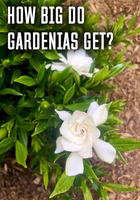 how-big-do-gardenias-get Gardenia Plant Front Yards, Gardenia Front Yard, Jubilation Gardenia Front Yards, Gardenia Bush Landscaping, Gardenia Hedge Garden Design, Landscaping With Gardenias, Gardina Bush Shrubs, Gardenia Bush In Front Of House, Gardenias Landscaping Front Yards