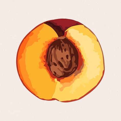 Hand drawn vectorized apricot sticker | free image by rawpixel.com / Aew Seasons Project, Fruits Vector, Apricot Fruit, Plum Fruit, Fruit Fruit, Fruit Illustration, Free Illustrations, Bottle Design, Free Image