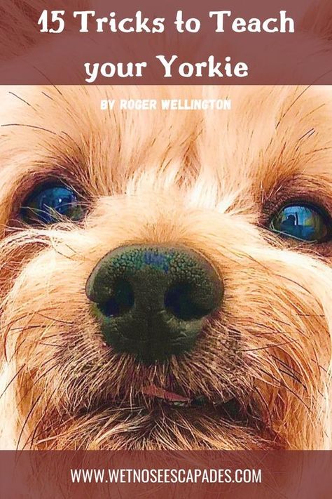 Yorkie Puppy Training, Yorkie Puppy Care, Yorkie Training, Dog Tricks Easy, Dog Trick, Dog Communication, Yorkie Haircuts, Yorkie Mix, Yorkie Moms