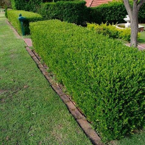 Wintergreen Boxwood, Box Hedge, Japanese Boxwood, Boxwood Landscaping, Buxus Sempervirens, Evergreen Hedge, Boxwood Hedge, Hedging Plants, Yard Landscape