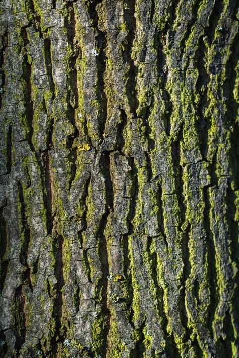 Tree Bark Texture, Bark Texture, Inspiration Nature, Tree Bark, Our World, The Tree, A Tree, Texture, Green