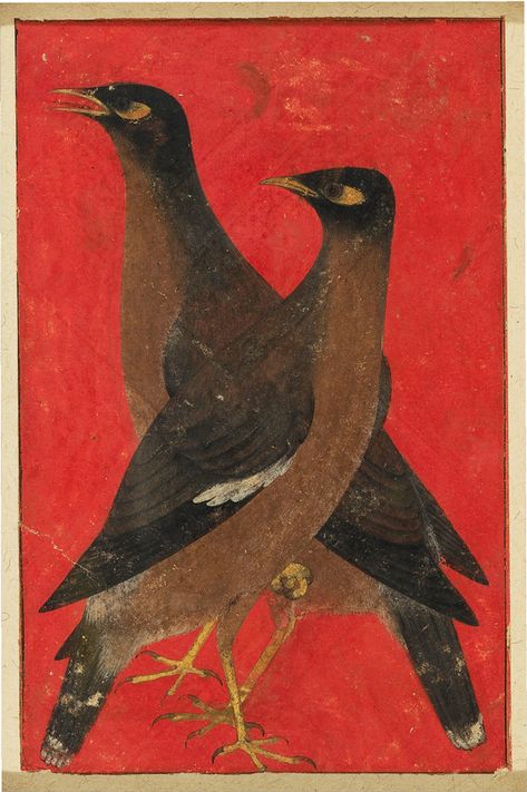 Two myna birds · Howard Hodgkin Myna Birds, Mughal Miniature Paintings, Indian Miniature, Mughal Paintings, Mughal Empire, Mughal Art, Indian Painting, Miniature Paintings, Animals In Art