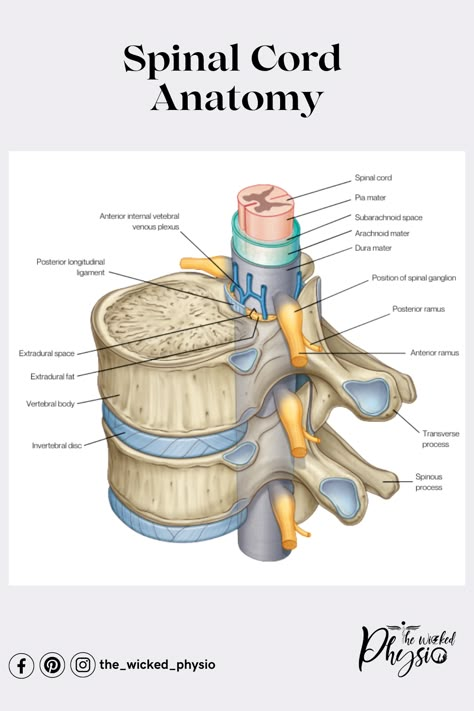 Nerves Anatomy, Nerve Structure, Spinal Cord Anatomy, Spine Anatomy, Nervous System Anatomy, Nerve Anatomy, Physical Therapy Student, Study Info, Spinal Health