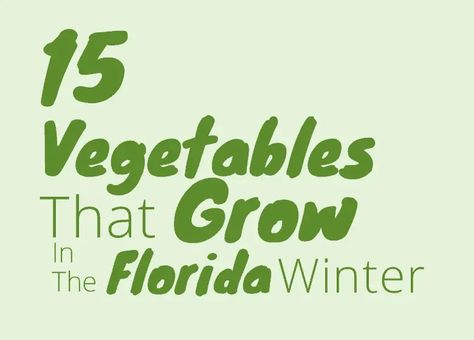 Best Vegetables To Grow During The Florida Winter Best Vegetables To Grow, Winter In Florida, Winter Garden Florida, Florida Winter, Winter Vegetables Gardening, Northern Florida, Coco Coir, Vegetables To Grow, Winter Crops