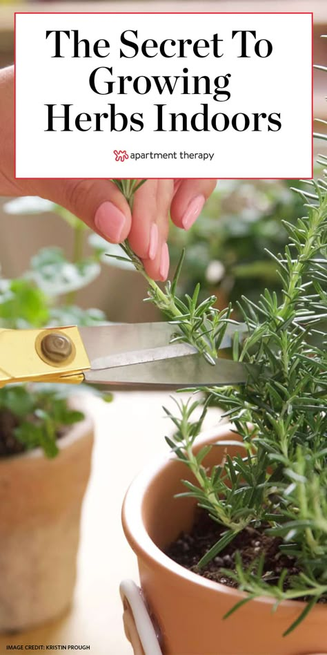 How to Grow Herbs Indoors | Apartment Therapy Grow Herbs Indoors, Indoor Herbs, How To Grow Herbs, Growing Herbs Indoors, Herb Garden In Kitchen, Diy Herb Garden, Grow Herbs, Herbs Garden, Kitchen Herbs