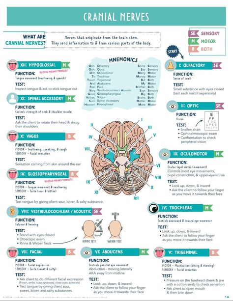 12 Cranial Nerves, Olfactory Nerve, Brain Anatomy And Function, Nursing School Studying Cheat Sheets, Med School Study, Studie Hacks, Nursing School Essential, Nursing School Motivation, Medical School Life