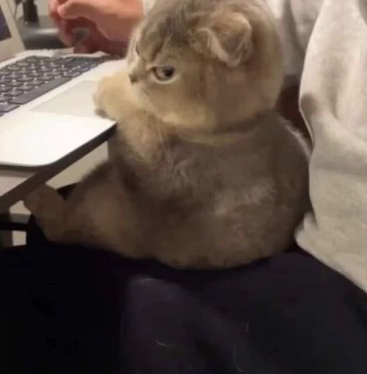 a cat sitting on someones lap in front of a laptop computer and holding it up