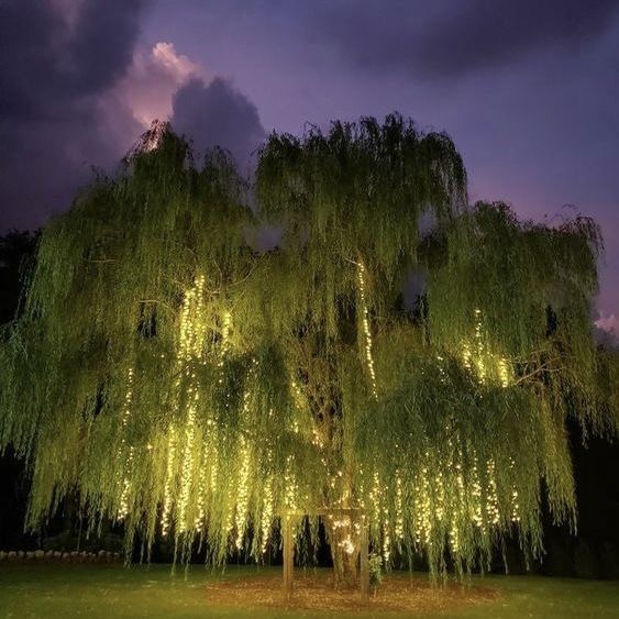 a large willow tree lit up at night